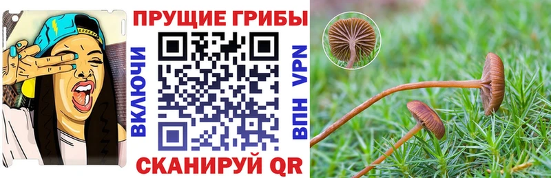 магазин  наркотиков  Сортавала  Псилоцибиновые грибы Psilocybine cubensis 